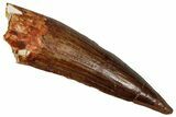 Fossil Spinosaurus Tooth - Composite Tip #355760-1